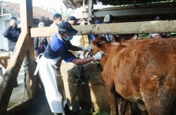 Kementan Prioritaskan Jatim Untuk Terima Vaksin PMK Pada Ternak Sapi