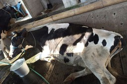Vaksin Belum Merata, Peternak Sapi Gunakan Eco Enzym Untuk Obati Penyakit Kuku Mulut