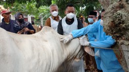 Pemkab Gresik Godok Pedoman Pemotongan Hewan Kurban di Tengah Wabah PMK
