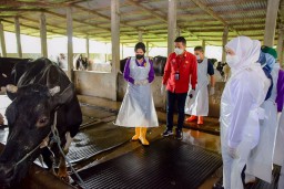 Gubernur Minta Prioritas Vaksin PMK Untuk Sapi Perah Karena Alasan Ini