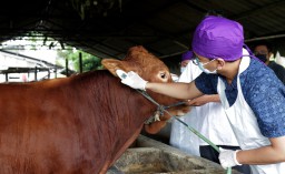 3.000 Dosis Vaksin PMK Digelontorkan di Kabupaten Gresik