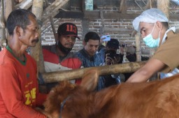 Wali Kota Kediri : Jangan Takut Makan Daging Kurban