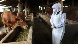 Peternak Sapi Tolak Vaksin, Wagub Minta Pembatasan