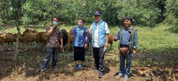 BNPT Apresiasi PT Smelting dan TSI Kembangkan Inseminasi Genetik Banteng Jawa untuk Pemulihan Kualitas Sapi Bali
