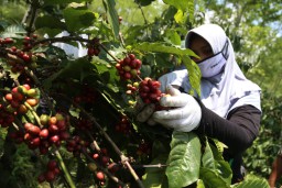 Kopi PTPN Bakal Dipamerkan di Belanda