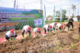 Produktifitas Bibit Kentang Kabupaten Karo Meningkat Berkat Pupuk Petro ZA Plus dan Phosgreen