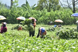 PG Perluas Proyek Solusi Agro Petani Edamame Kabupaten Jember