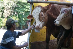 Petrokimia Gresik Bantu Peternak Sapi Rp 150 Juta