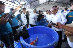 Ribuan Koi Se-Indonesia Kontes di Banyuwangi