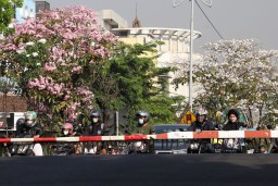 Cak Armuji Ajak Warga Surabaya Abadikan Keindahan Bunga Tabebuya