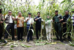 Mentan Minta Tanam Sorgum Untuk Ketahanan Pangan Nasional
