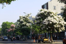 Bunga Tabebuya Mekar, Jalanan Surabaya Mirip Tokyo