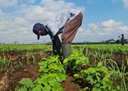 PTPN XI Fokus Program BULE Usai Spin Off Pabrik Gula