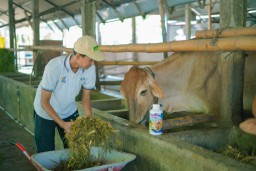 Petrokimia Gresik Dorong Program Edufarm Peternak Sapi Lamongan