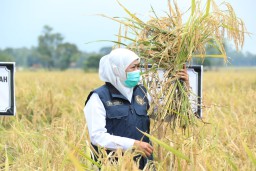 Gubernur Khofifah Komitmen Perkuat Jatim Sebagai Lumbung Pangan Nasional