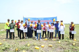 Pak Yes Panen Ribuan Melon dan Semangka di Lamongan
