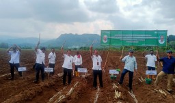 Dukung Agroforestri, SGN dan Perhutani Kelola 410 Hektar Lahan Tebu
