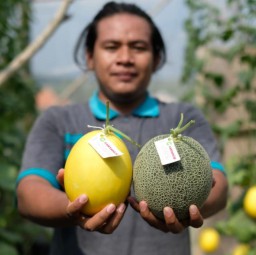 Ahmad Musjtabah, Petani Milenial Inovatif asal Gresik Sukses Kembangkan Melon Unggulan