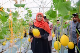 Khofifah Nikmati Manisnya Golden Melon Hasil Panen Green House Masjid Al-Akbar