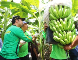 Wagub Emil Dampingi Menteri PDTT Panen Pisang Cavendish
