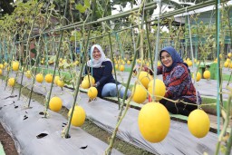 Pemkot Surabaya Galakkan Budidaya Melon Emas untuk Jaga Ketahanan Pangan