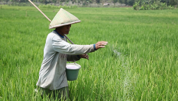 Nilai Tukar Petani Jatim dan Harga Gabah Turun 4,70 Persen di Maret 2024