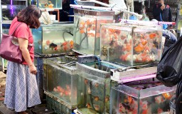 Wow, Ekspor ikan Hias RI Tembus 20,37 USD