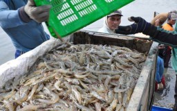 LPEI Kembangkan Desa Devisa Klaster Udang di Situbondo