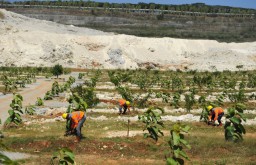 SIG Tanam Lebih dari 500 Ribu Pohon di Lahan Pascatambang Pabrik Tuban