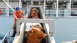 ID FOOD : 2.350 Ekor Sapi Impor Datang Bulan Ini