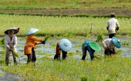BPS : Nilai Tukar Petani Jatim Juli 2024 Naik 1,26 Persen