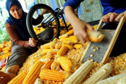 Separo Stok Jagung Nasional Ada di Industri Makanan