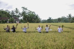 Jember Berhasil Panen Padi Organik 6 Ton Per hektar