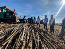 36 Pabrik Gula SGN Siap Mulai Masa Giling Tebu