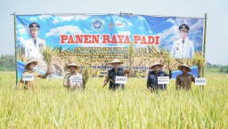 Triwulan I-2024 Kabupaten Lamongan Produksi Padi 425.984 ton