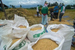 Bulog Sudah Serap 120 Ribu Ton Gabah Petani