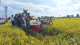 Mentan Luncurkan Benih Padi Tahan Perubahan Iklim dan Hemat Pupuk