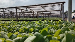 PTPN I Regional 4 Targetkan Produktivitas Capai 1,7 Ton/Ha di Musim Tanam Tembakau 2024