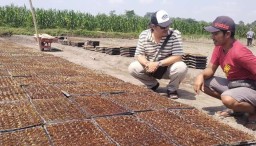 Bawang Merah Dari Biji Dikembangkan Petani Kediri