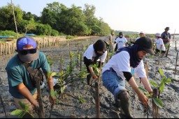 Pelindo Lakukan Penyulaman 20.000 Bibit Mangrove di Desa Bancaran, Bangkalan