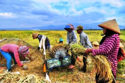 BPS : Produksi Beras Januari-Maret Diproyeksikan Tumbuh 52,32 Persen