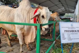 Sapi Seberat 1 Ton Bantuan Presiden Diterima Masjid Al Akbar Surabaya