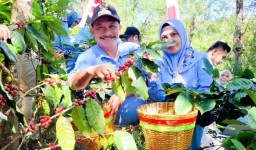 Produksi Kopi Arabika dan Robusta Situbondo Diperkirakan Capai 8.000 Ton