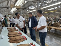 Garap Pasar Turki dan Spanyol, PTPN I Regional 4 Targetkan Pendapatan Komoditas Tembakau Rp 374,78