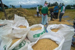 Bapanas : Harga Beli Gabah Petani Capai Rp6.566/Kg