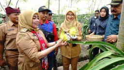 Bupati Banyuwangi Panen Buah Naga Kuning