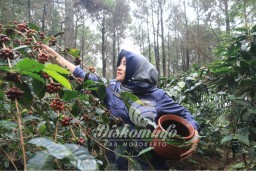 Bupati Ikfina Dorong Festival Kopi Mojokerto Digelar Tiap Tahun