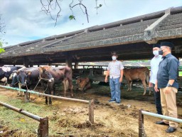 Jelang Idul Adha, RPH Surabaya Optimis Penjualan Hewan Kurban Meningkat