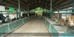 Kejar Target, Pemkab Pasuruan Genjot Produksi Susu Sapi