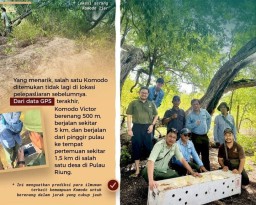 6 Ekor Komodo Hasil Kembangbiak TSI dan PT Smelting Kini Siap Kawin